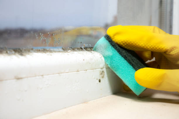 Certified Mold Removal in Maumee, OH