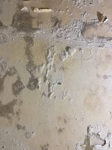 Professional Mold Removal in Maumee, OH