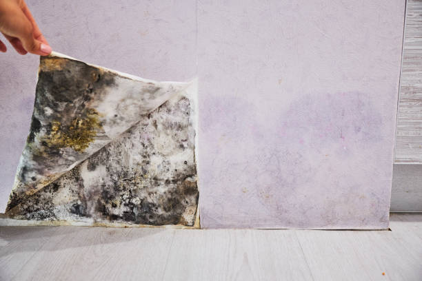 Best Mold Damage Repair  in Maumee, OH